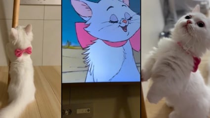 Illustration : Ce chaton reste figé en découvreant qu’il est le sosie d’un personnage d’un célèbre film Disney (vidéo)
