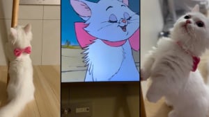 Illustration : "Ce chaton reste figé en découvreant qu’il est le sosie d’un personnage d’un célèbre film Disney (vidéo)"