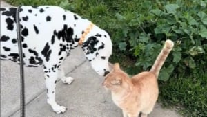 Illustration : "Ami avec le monde entier, cet adorable Dalmatien n’hésite pas à venir à la rencontre d’un félin errant pour sympathiser (vidéo)"