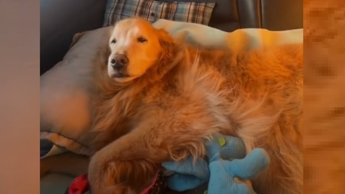 Illustration : "Les propriétaires dévoués de ce chien sénior l'emmènent dans road trip de 7000 km pour lui faire vivre des vacances mémorables (vidéo)"