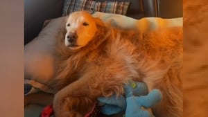 Illustration : "Les propriétaires dévoués de ce chien sénior l'emmènent dans road trip de 7000 km pour lui faire vivre des vacances mémorables (vidéo)"