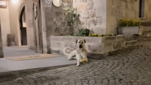 Illustration : "Un couple noue une relation profonde avec un chien errant rencontré en vacances et lui offre une vie meilleure (vidéo)"