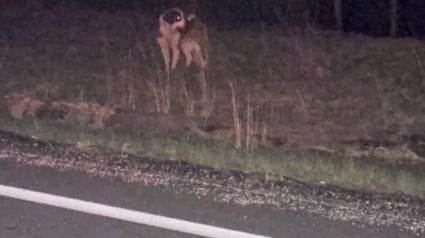 Illustration : Une femme effrayée par un grand chien trouvé seul en pleine nuit surmonte sa peur pour le sauver (vidéo)