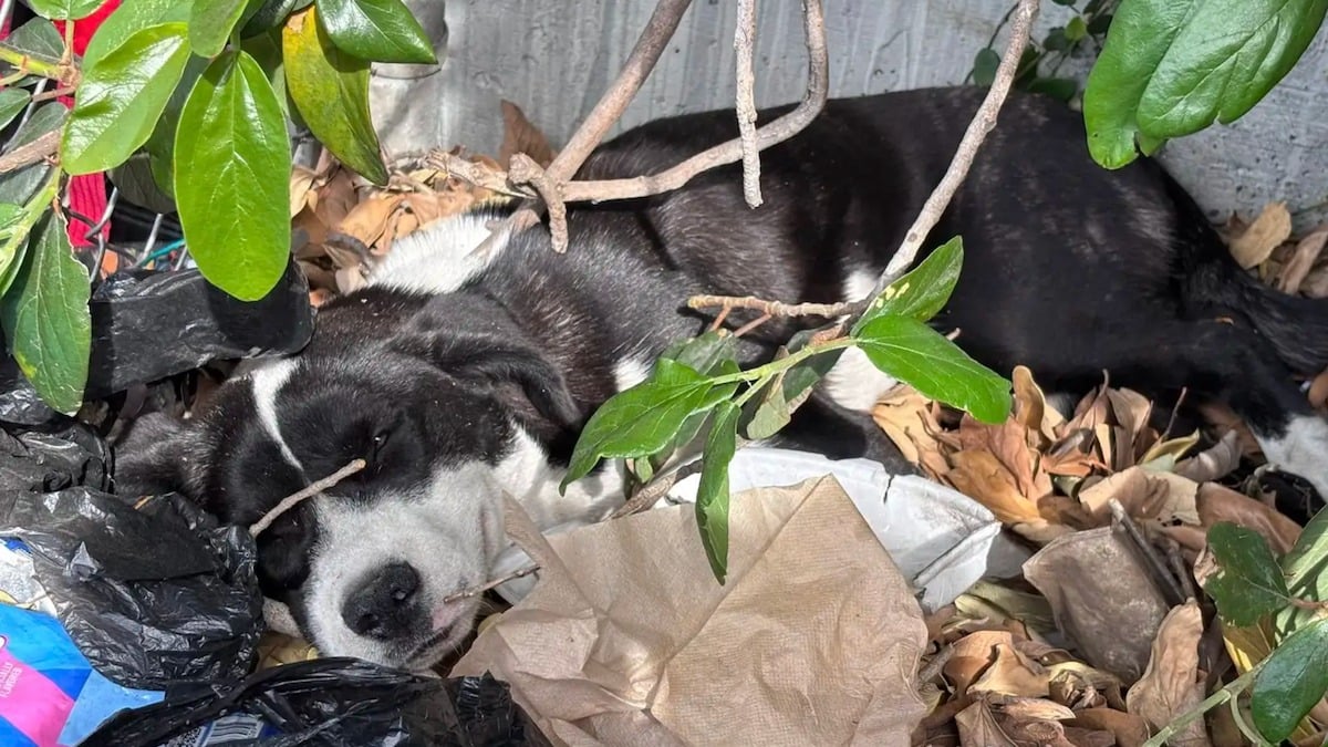 Illustration : "Couchée sur un tas de détritus, une chienne qui gémissait de douleur laisse place à la joie après son sauvetage"