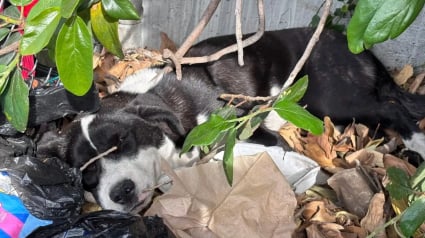Illustration : Couchée sur un tas de détritus, une chienne qui gémissait de douleur laisse place à la joie après son sauvetage