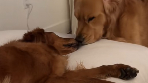 Illustration : "Inquiet pour sa sœur qui s’agite dans son sommeil, ce Golden Retriever lui montre qu’elle peut compter sur lui (vidéo) "