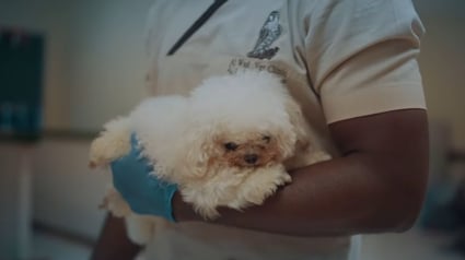 Illustration : À cause d’éleveurs qui voulaient faire de lui la peluche parfaite, ce Bichon n’est plus tout à fait comme les autres chiens