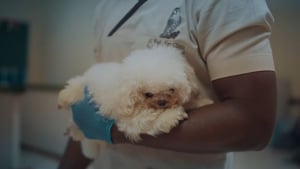 Illustration : "À cause d’éleveurs qui voulaient faire de lui la peluche parfaite, ce Bichon n’est plus tout à fait comme les autres chiens"