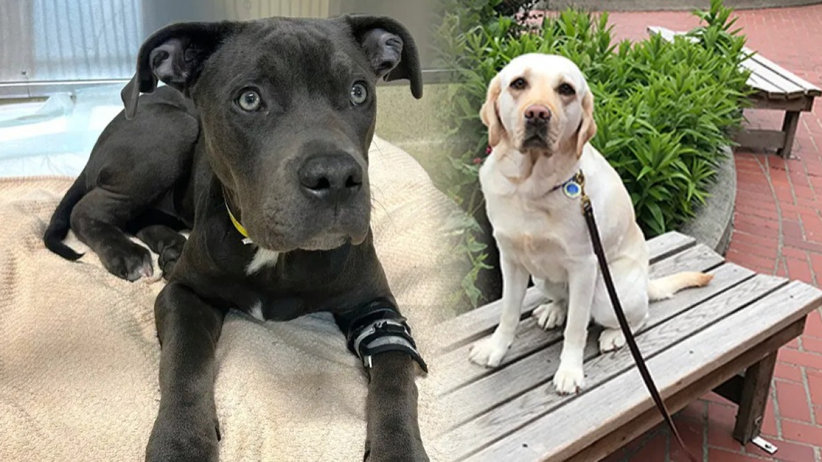 Illustration : "Un Labrador devient un « super-héros » après avoir sauvé la vie d’un chien empoisonné "