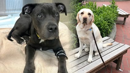Illustration : Un Labrador devient un « super-héros » après avoir sauvé la vie d’un chien empoisonné 