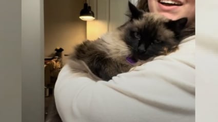 Illustration : Une chatte jugée "non adoptable" en raison de son comportement montre un tout autre visage auprès d'une femme ayant cru en elle (vidéo)