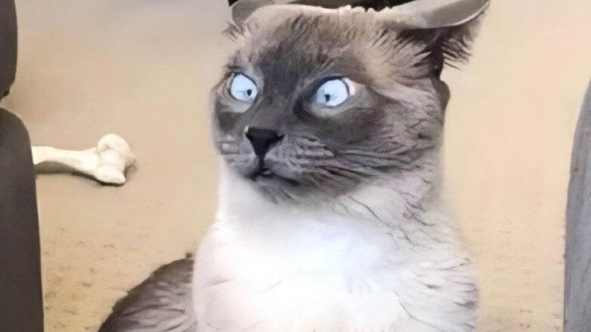 Illustration : "14 photos de chiens et de chats qui affichent des expressions faciales hilarantes"