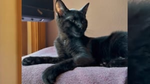 Illustration : "Les petits cris qu'émet au réveil ce chat sourd récemment adopté sont d'adorables témoignages de son bonheur et de sa gratitude (vidéo)"