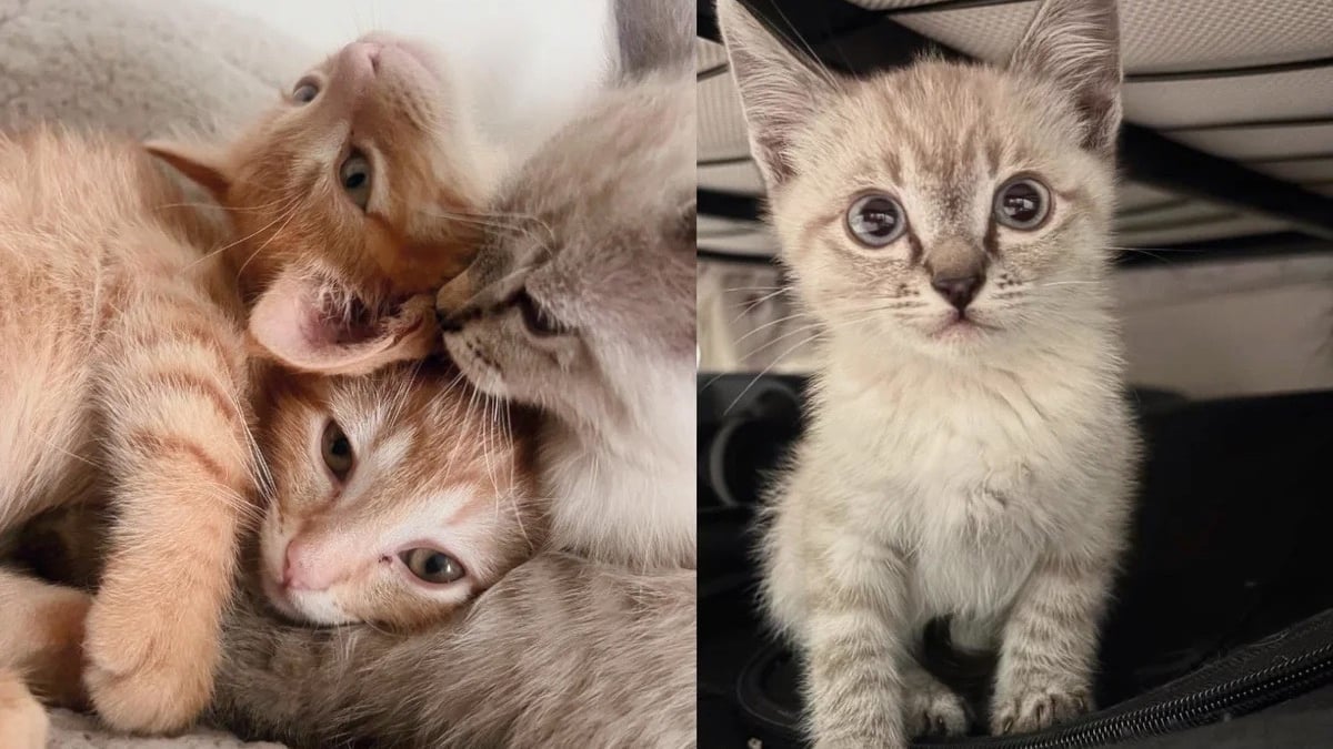 Illustration : "Les employés d’une entreprise découvrent stupéfaits que 7 chatons ont élu domicile dans le plafond de leurs bureaux "