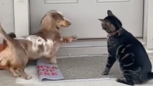 Illustration : "Ayant grandi aux côtés d'un chat, cet adorable Teckel joueur se prend littéralement pour un félin (vidéo)"