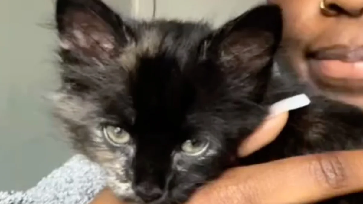 Illustration : "Un chaton sans queue et au pelage hirsute que personne ne voulait adopter se révèle être une vraie boule d’énergie attachante (vidéo)"