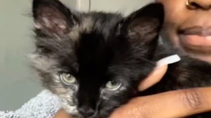 Illustration : Un chaton sans queue et au pelage hirsute que personne ne voulait adopter se révèle être une vraie boule d’énergie attachante (vidéo)