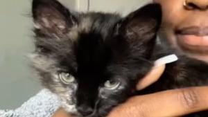 Illustration : "Un chaton sans queue et au pelage hirsute que personne ne voulait adopter se révèle être une vraie boule d’énergie attachante (vidéo)"