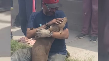 Illustration : L'émotion intense d'un homme retrouvant sa chienne gestante qu'il croyait perdue dans l'incendie de sa maison (vidéo)