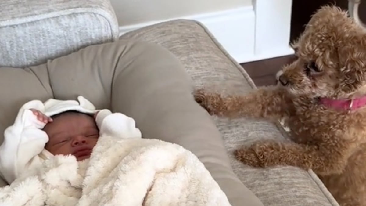 Illustration : "Un Caniche nain devient la meilleure des nounous pour son petit frère humain (vidéo)"