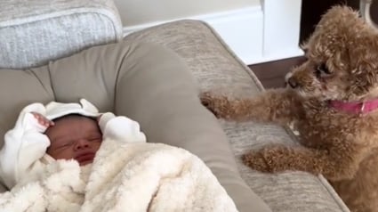 Illustration : Un Caniche nain devient la meilleure des nounous pour son petit frère humain (vidéo)