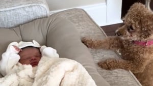 Illustration : "Un Caniche nain devient la meilleure des nounous pour son petit frère humain (vidéo)"