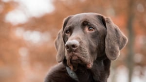 Illustration : "15 informations au sujet des chiens pour que vous les aimiez encore plus"