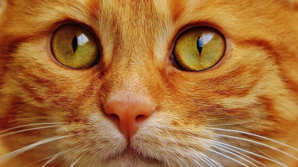 Illustration : 14 indices qui montrent à quel point votre chat vous aime