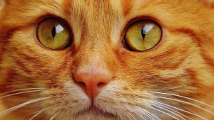 Illustration : "14 indices qui montrent à quel point votre chat vous aime"
