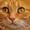 Illustration : 14 indices qui montrent à quel point votre chat vous aime