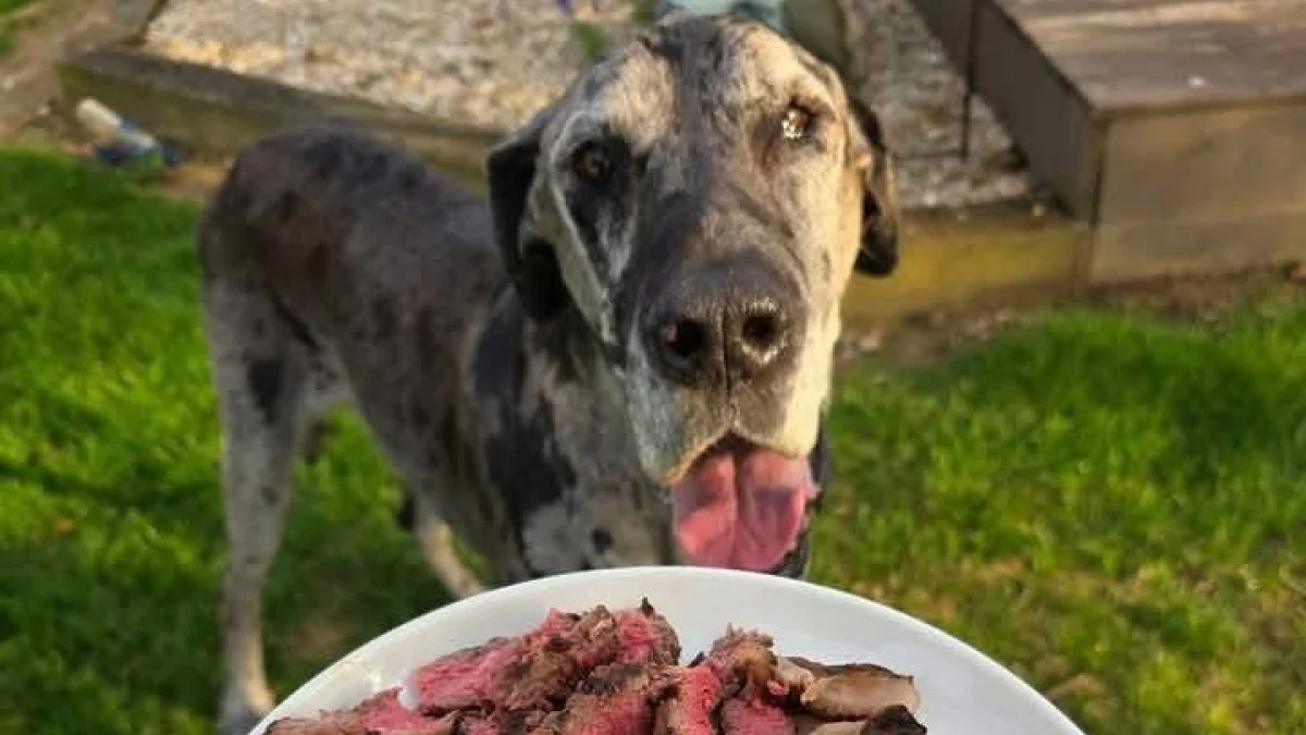 Illustration : "Pour son dernier repas, un chien mourant reçoit un steak préparé avec amour par les employés d’un restaurant plein de compassion"