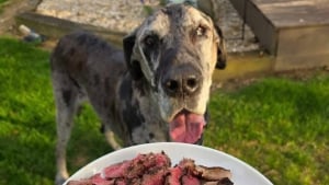 Illustration : "Pour son dernier repas, un chien mourant reçoit un steak préparé avec amour par les employés d’un restaurant plein de compassion"