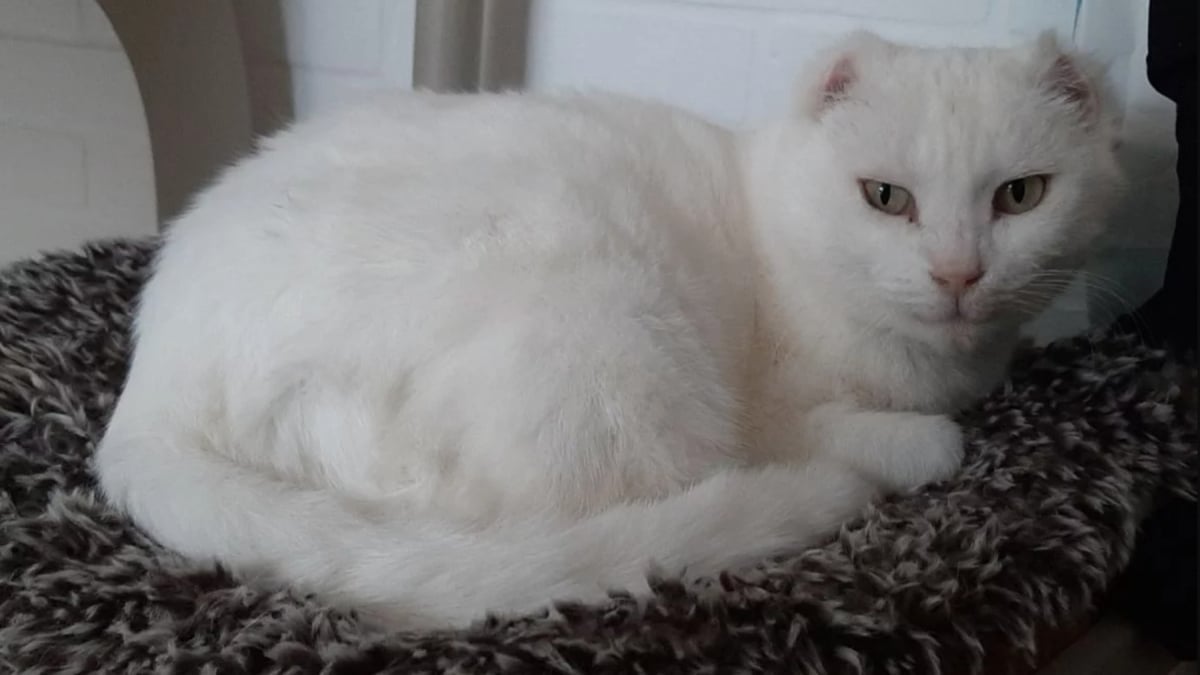 Illustration : "Après 7 ans d'attente au refuge, une chatte âgée qui craint le contact humain prend un nouveau départ dans un foyer aimant"