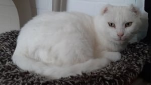 Illustration : "Après 7 ans d'attente au refuge, une chatte âgée qui craint le contact humain prend un nouveau départ dans un foyer aimant"