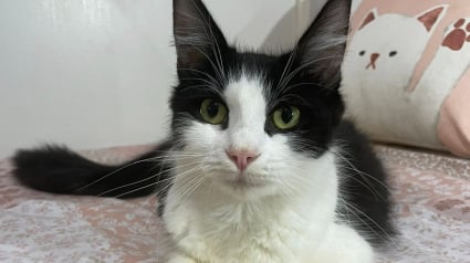 Illustration : Dans la rue, elle s’est battue pour ses 5 chatons, jusqu’à ce qu’on lui offre enfin un peu de répit