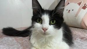 Illustration : "Dans la rue, elle s’est battue pour ses 5 chatons, jusqu’à ce qu’on lui offre enfin un peu de répit"