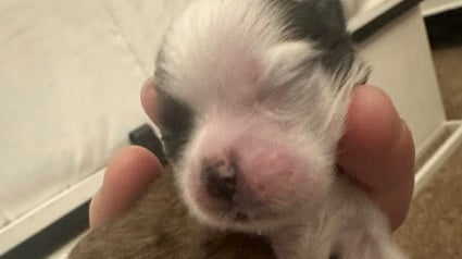 Illustration : Une femme sans aucune expérience maintient un chiot en vie et ce sauvetage devient une vocation