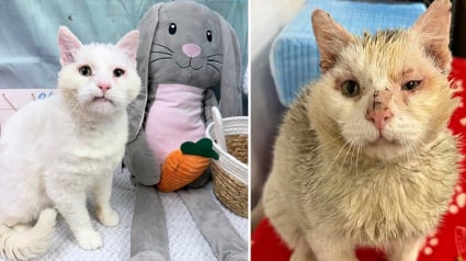 Illustration : Ce chat avec des problèmes dentaires, vivait dans la rue, blessé et sale, jusqu’à ce qu’un sourire lors d’une séance photo change tout