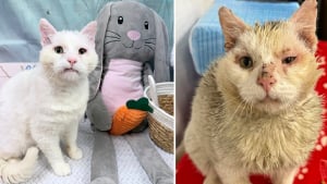 Illustration : "Ce chat avec des problèmes dentaires, vivait dans la rue, blessé et sale, jusqu’à ce qu’un sourire lors d’une séance photo change tout"