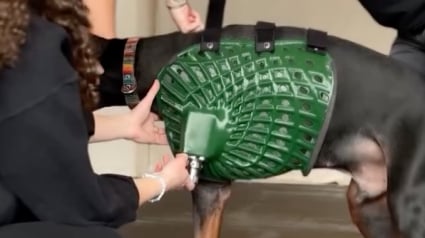 Illustration : Un chien perd sa patte à cause d’un cancer foudroyant et retrouve sa mobilité grâce à un prothèse issue des dernières technologies (vidéo)
