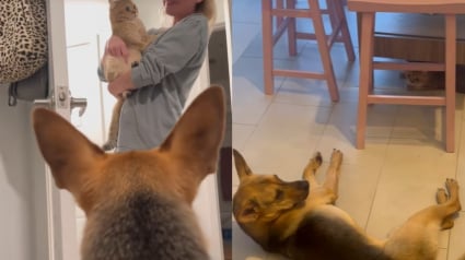 Illustration : Ils ne pouvaient pas se voir au début, mais ce chien et ce chat ont fini par tisser une vraie amitié (vidéo)