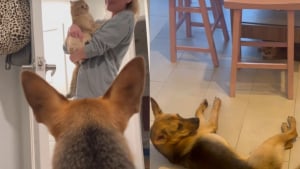 Illustration : "Ils ne pouvaient pas se voir au début, mais ce chien et ce chat ont fini par tisser une vraie amitié (vidéo)"