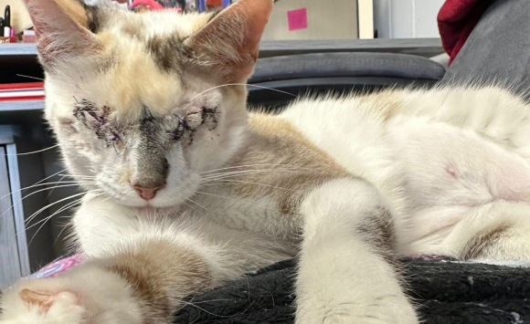 Après avoir perdu ses deux yeux, cette chatte prouve qu'on ...