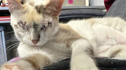 Illustration : Après avoir perdu ses deux yeux, cette chatte prouve qu’on peut encore avancer dans le noir