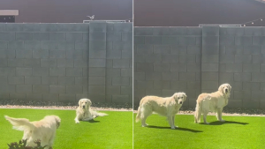 Illustration : "Agacé par les assauts incessants d'un oiseau sur son ami, un Golden Retriever décide de voler à son secours (vidéo)"