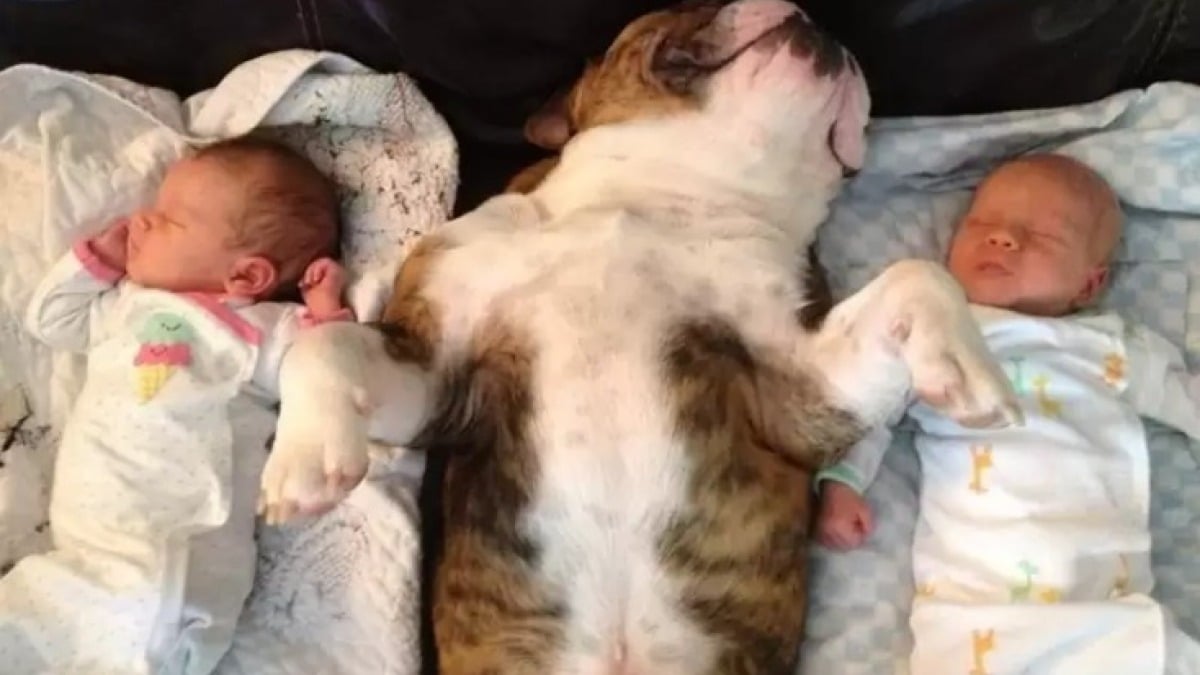 Illustration : "16 photos attendrissantes de chiens qui se montrent tendres avec des nouveau-nés"