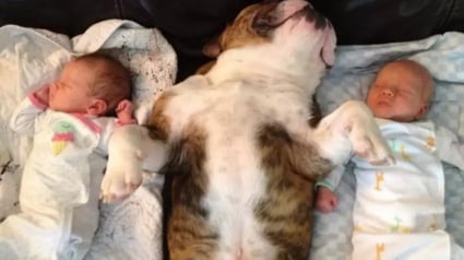 Illustration : 16 photos attendrissantes de chiens qui se montrent tendres avec des nouveau-nés