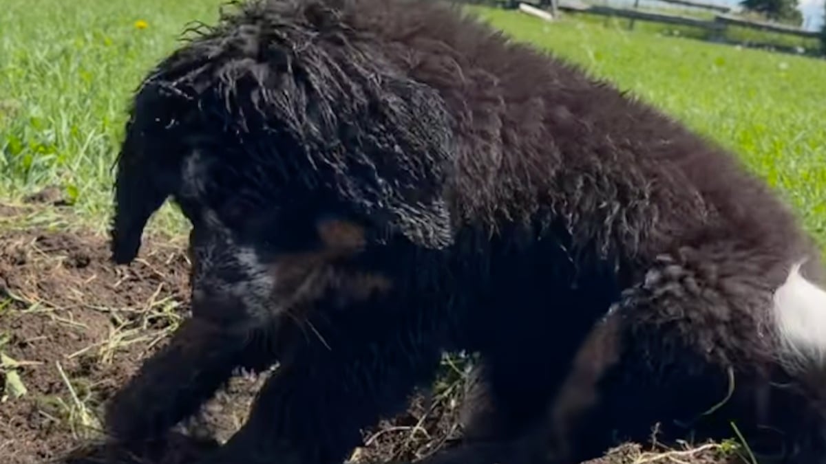 Illustration : "Un chiot adorable s'amuse à imiter sa grande soeur qui lui apprend l'art de creuser la terre (vidéo)"
