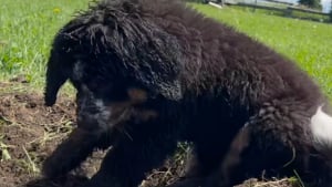 Illustration : "Un chiot adorable s'amuse à imiter sa grande soeur qui lui apprend l'art de creuser la terre (vidéo)"