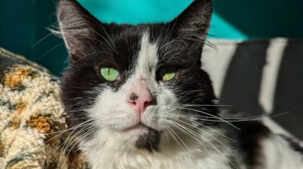 Illustration : Sauvé après avoir erré pendant des années dans la rue, ce chat décide enfin d’accorder sa confiance à un humain